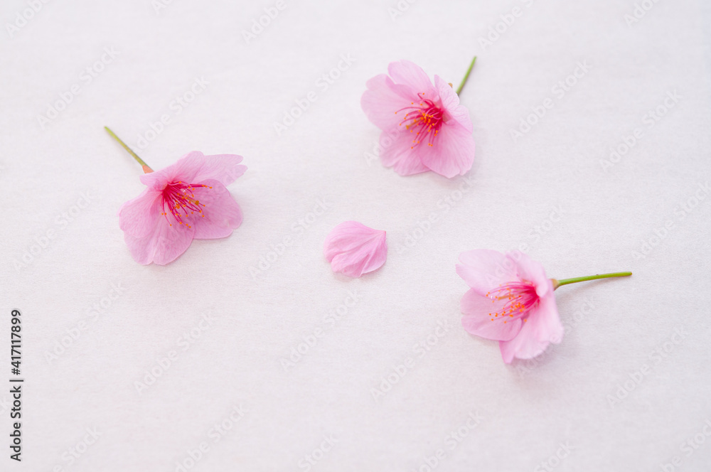 3輪の桜の花と花びら 背景に白い和紙 河津桜 クロースアップ 春 日本 3輪の桜の花と花びら 背景に白い和紙 河津桜 クロースアップ 春 日本