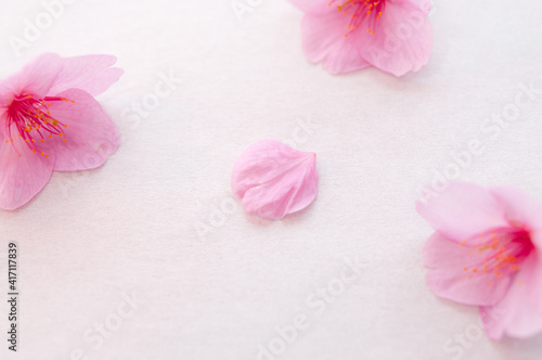 桜の花と花びら 背景に白い和紙 河津桜 ３輪 春 日本