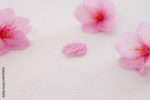 ３輪の桜の花と花びら 背景に白い和紙 河津桜 アップ 春 日本