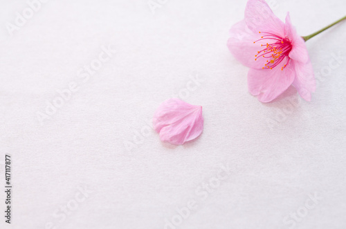 １輪の桜の花と花びら 背景に白い和紙 コピースペース 河津桜 春 日本