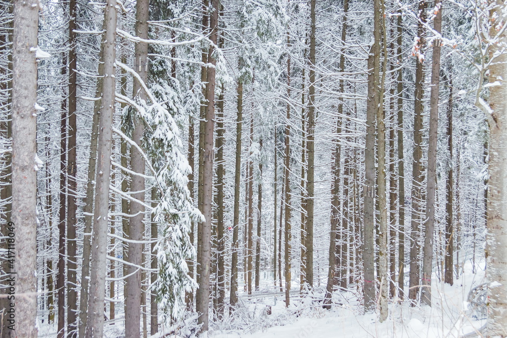 Fototapeta premium Picture of snow covered Christmas Tree. Winter trees in mountains covered with fresh snow on a cloudy day