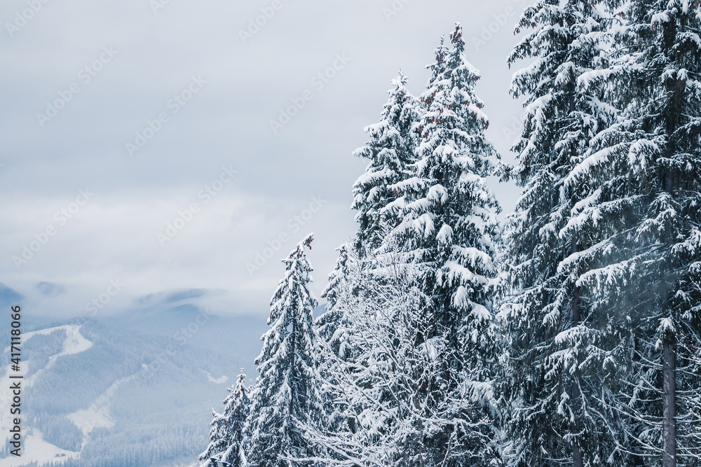 Fototapeta premium Picture of snow covered Christmas Tree and mountains.. Winter trees in mountains covered with fresh snow on a cloudy day