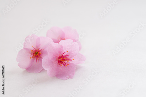３輪の桜の花 白背景 右側にコピースペース クロースアップ  河津桜  春 日本 © lemacpro