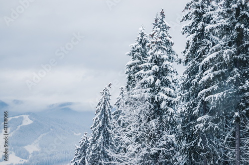 Wallpaper Mural Picture of snow covered Christmas Tree and mountains.. Winter trees in mountains covered with fresh snow on a cloudy day Torontodigital.ca