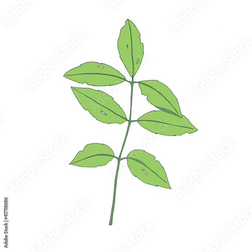 Plant drawing, modern design. Abstract Plant Art design for print, cover, wallpaper. Vector illustration