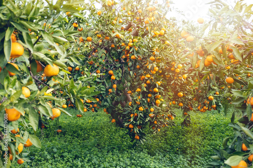 Ripe Tangerines hanging from the tree