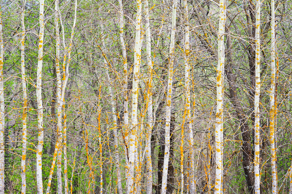 Forest in early spring, first green leaves. Awakening of nature, natural forest background Forest in early spring, first green leaves. Awakening of nature, natural forest background