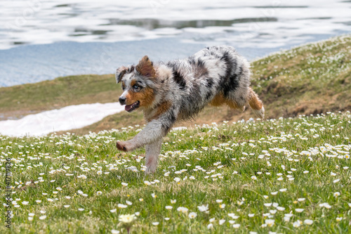 blue merle Australian shepherd dog runs and jump on the meadow in colle del nivolet in piedmont in Italy photo