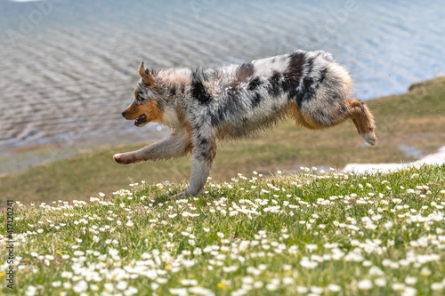 blue merle Australian shepherd dog runs and jump on the meadow in colle del nivolet in piedmont in Italy photo