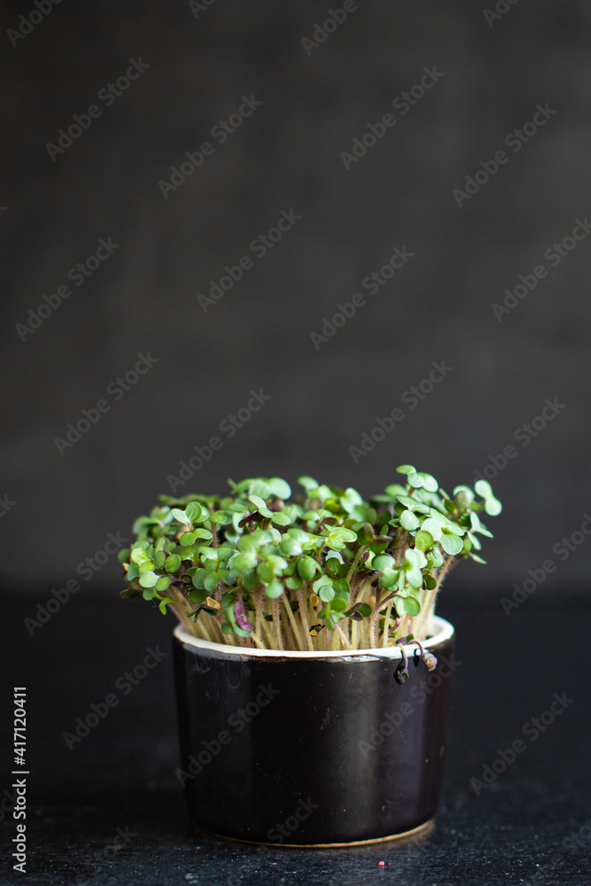 microgreen fresh greens seedlings leaves petals mustard or basil healthy meal top view copy space for text food background rustic image diet vegan or vegetarian food microgreen fresh greens seedlings leaves petals mustard or basil healthy meal top view copy space for text food background rustic image diet vegan or vegetarian food