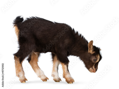 Cute brown baby goat, standing side ways with head down. Isolated on a white background.