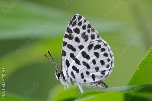 Wallpaper Mural ゴイシシジミ Torontodigital.ca