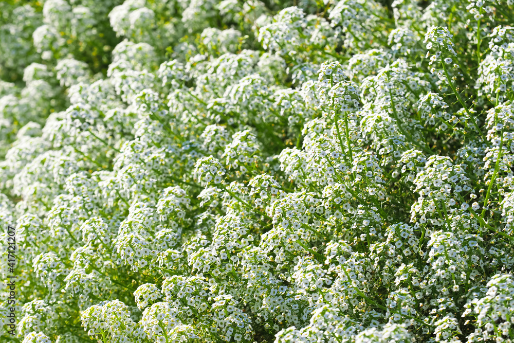 Small white flowers of Sweet Allysum or Lobularia maritima. Alyssum Small white flowers of Sweet Allysum or Lobularia maritima. Alyssum