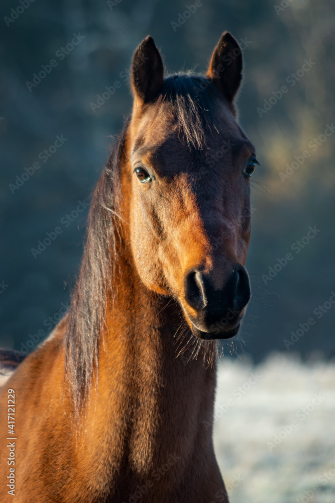 Fototapeta premium portrait of a horse
