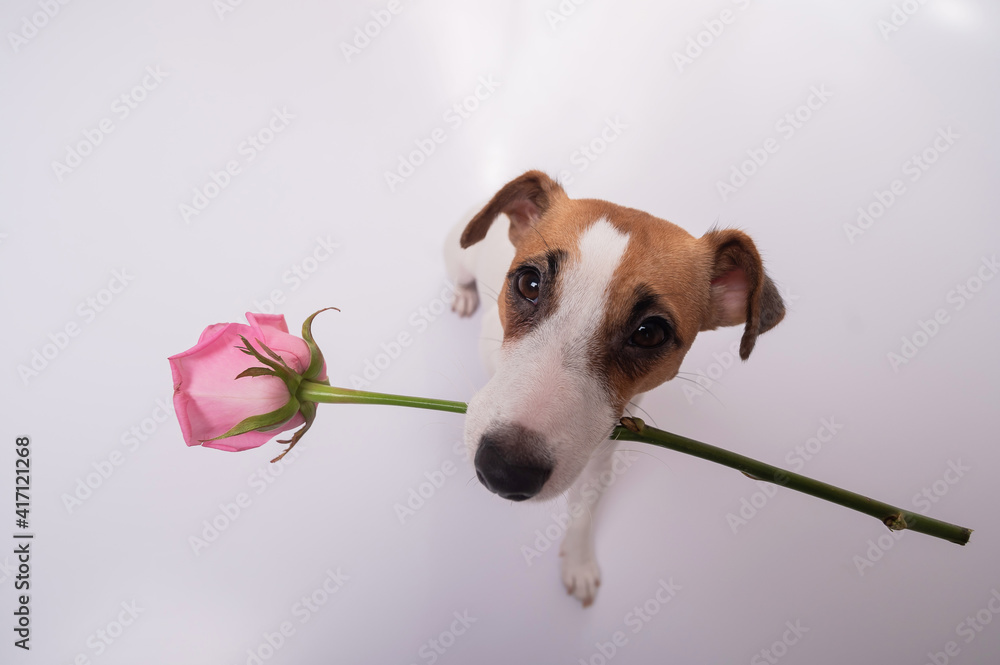 Top view of a funny dog with a pink rose in his mouth on a white background. Wide angle.