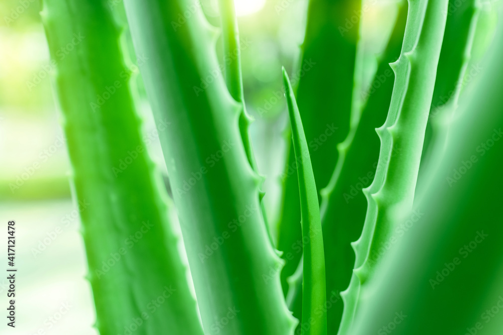 Aloe vera the best natural herbal for heal a wound and beauty treatment Aloe vera the best natural herbal for heal a wound and beauty treatment