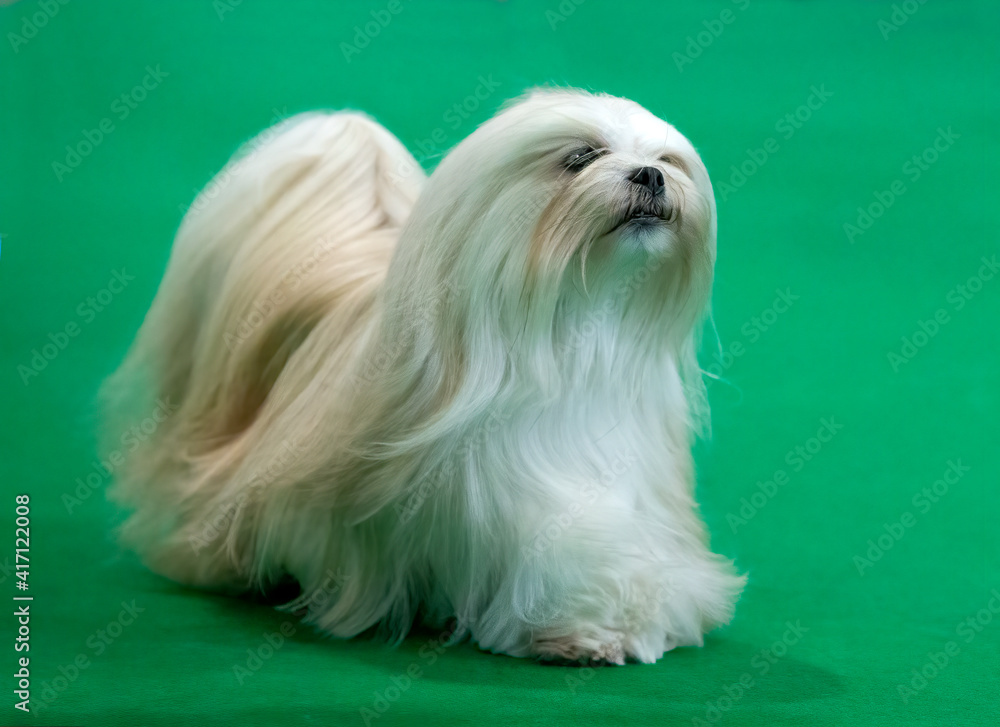 Lhasa Apso at a dog show Lhasa Apso at a dog show