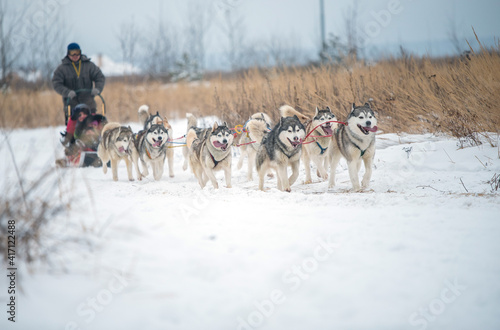 Siberian Husky dogs portrait in winter
