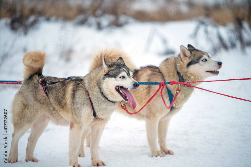 Siberian Husky dogs portrait in winter Siberian Husky dogs portrait in winter
