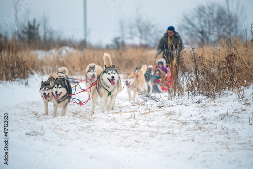 Siberian Husky dogs portrait in winter