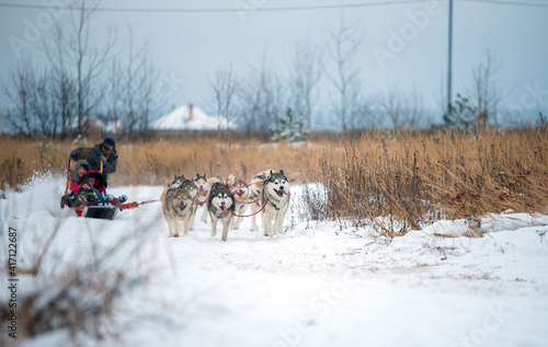 Siberian Husky dogs portrait in winter © tovovan