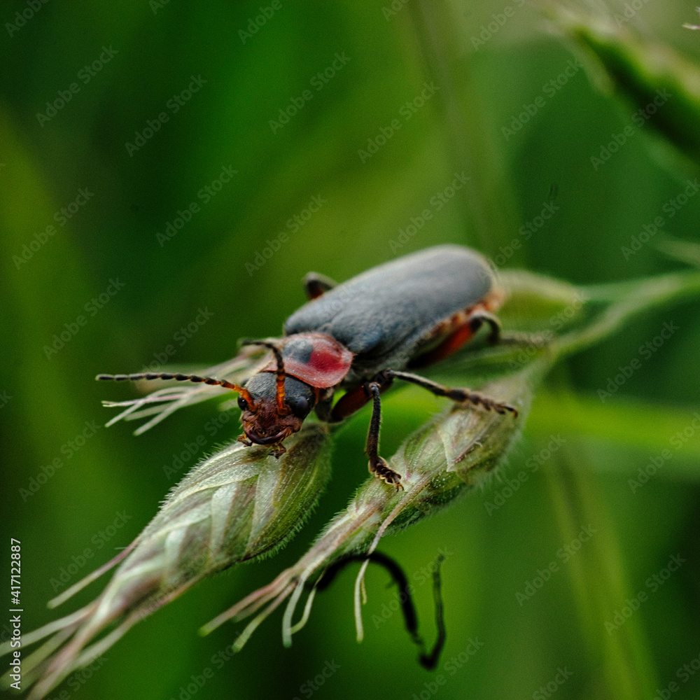 Naklejka premium Macro photography