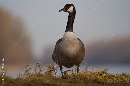 Kanadische Wildgans steht aufrecht im Gras im Focus und blickt nach links