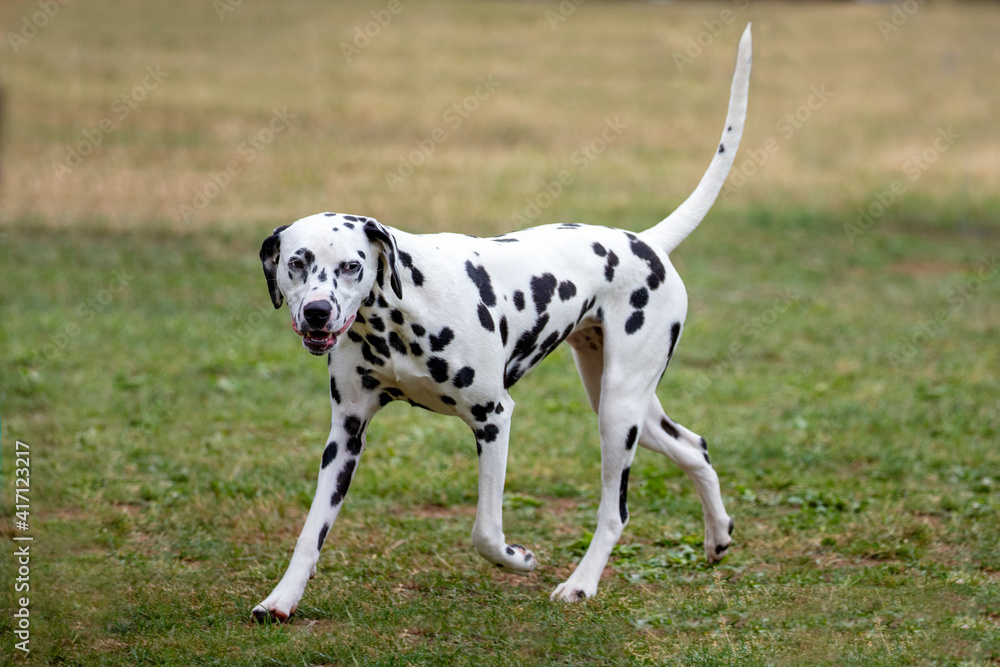 Dalmatian Dalmatian