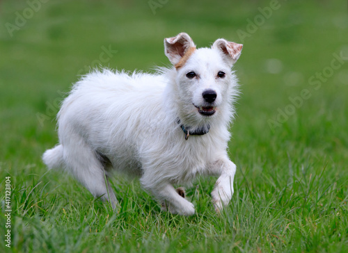 Cute little mixed breed terrier © sue