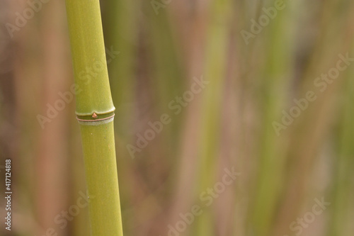 close-up of a bamboo stick with blurry background