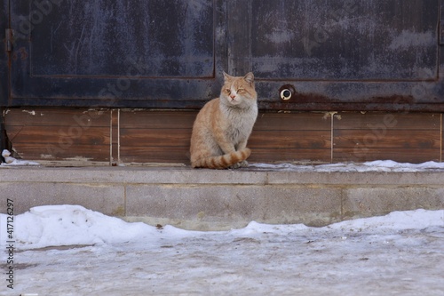 Homeless cat 's meow.
Hungry cat calls someone to feed it in winter -50 degrees Celsius.
Sad call that breaks the heart.
kitten needs to be adopted.
pet in street, pets.
wildlife, wild nature, park photo