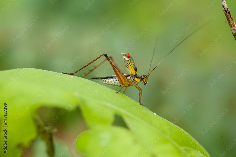 Fototapeta premium Insect stories in their natural place