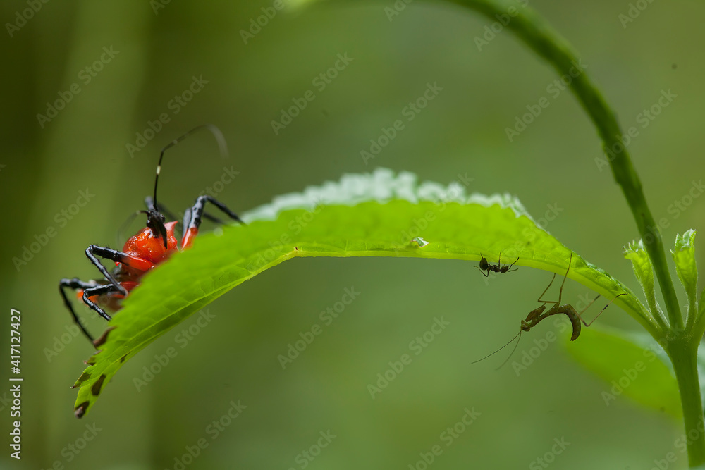 Naklejka premium Insect stories in their natural place
