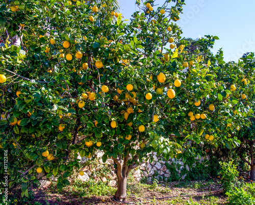 a lot of bright yellow lemons growing on a lemon tree branch near a fence