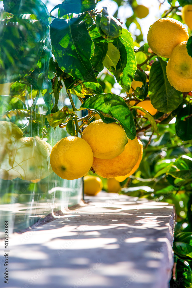 bright yellow lemons growing on a lemon tree branch near a glass fence
