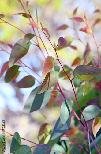 Colorful leaves and new growth on an Australian native Eucalyptus gum tree  family Myrtaceae