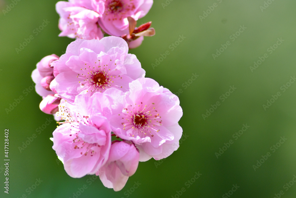 Obraz premium Prunus en Floración