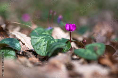 Clouse-up of spring blooms of pink cyclamens  in the forest. Primroses. . Cyclamen hederifolium   ivy-leaved cyclamen or sowbread  