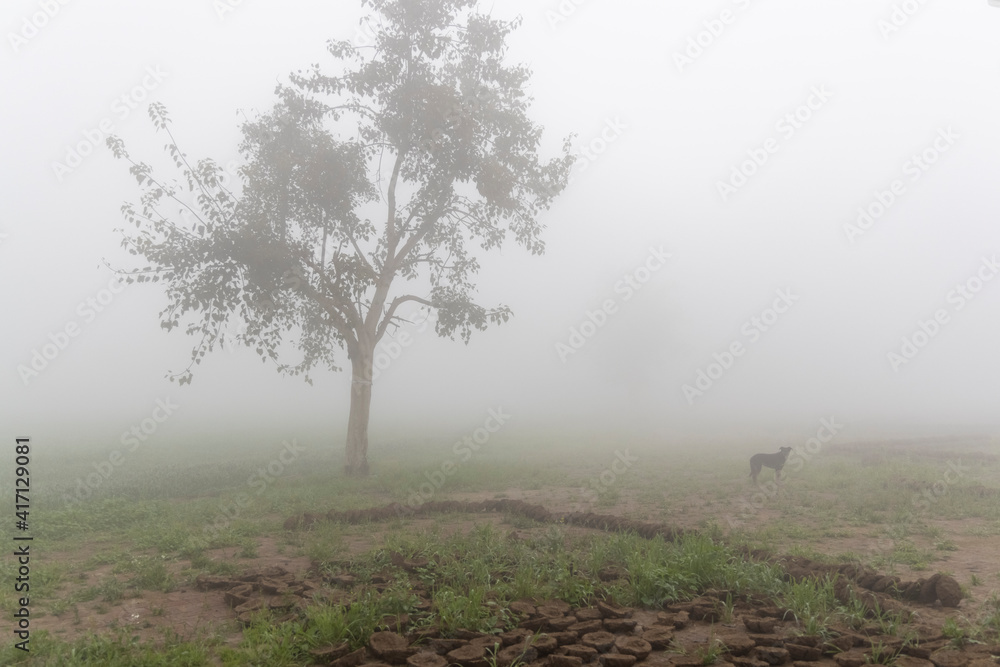 Obraz premium agricultural fields surrounded by dense fog in rural India in winters