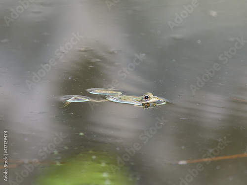 Frogs in a pond, near the town of Xativa, Spain.
