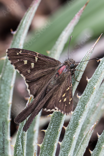 butterfly on leaf