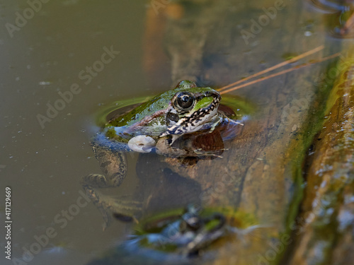 Frogs in a pond, near the town of Xativa, Spain.