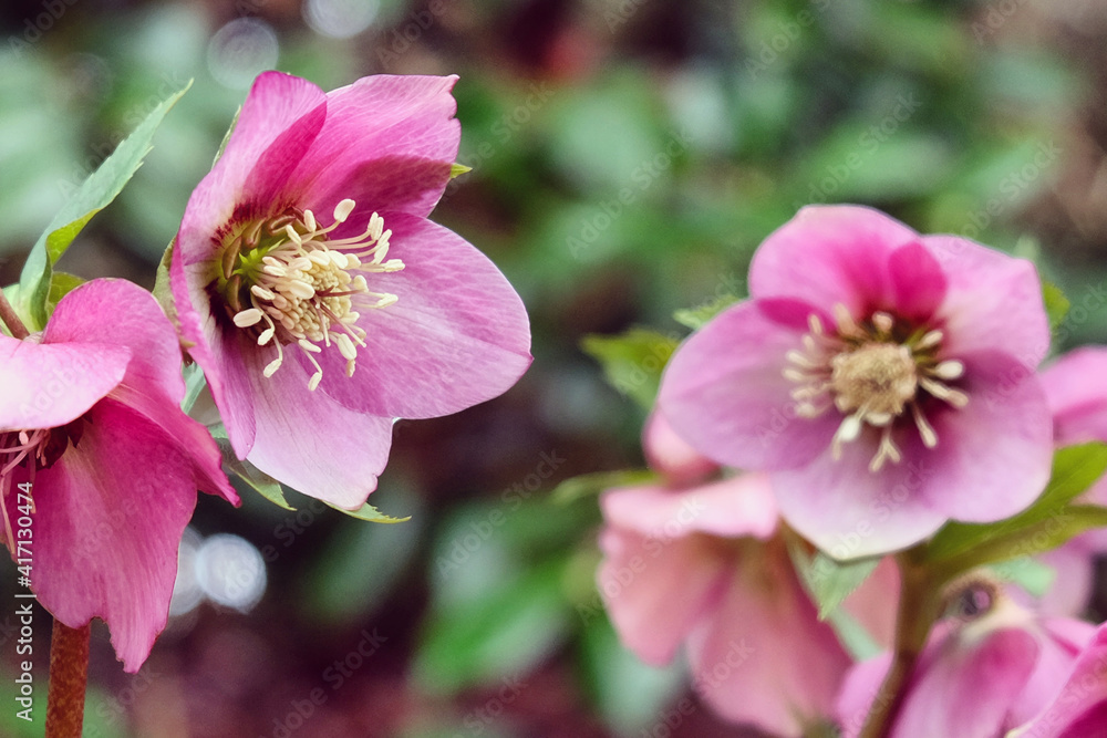 Pink Hellebores, 'Helleborus hybridus' or lenten rose, in flower Pink Hellebores, 'Helleborus hybridus' or lenten rose, in flower