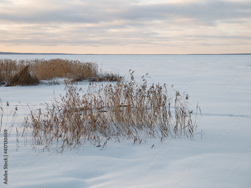 Dry branches of reeds on shore of lake on cloudy winter day Dry branches of reeds on shore of lake on cloudy winter day