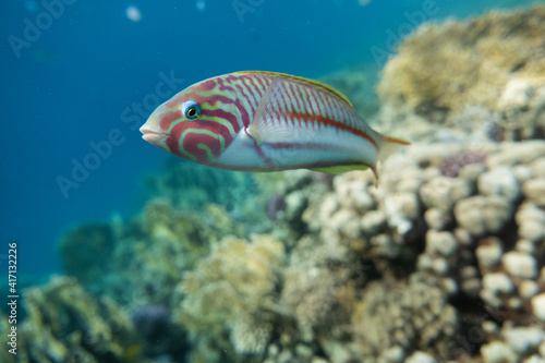 Close up of a Rüppels wrasse (Thalassoma rueppellii) in Marsa Alam