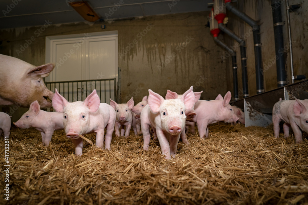 Glückliche Schweine - Saugferkel laufen im Stroh. Glückliche Schweine - Saugferkel laufen im Stroh.