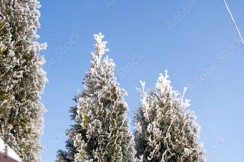 Green leaves of Thuja trees covered with frost with soft sunlight. Thuja twig with snow. Evergreen coniferous tree. A branch of a juniper tree in the snow. Winter background.