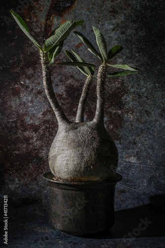 Pachypodium