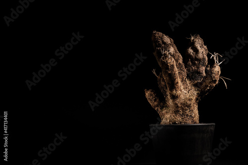 plant in a vase