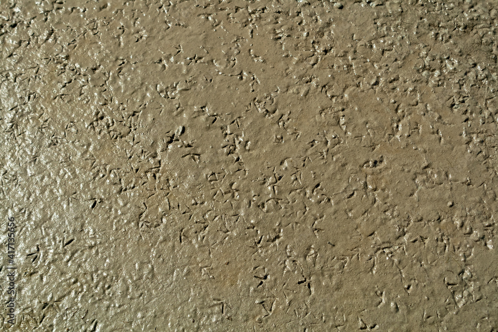 bird footprints in brown mud of salt lake bird footprints in brown mud of salt lake